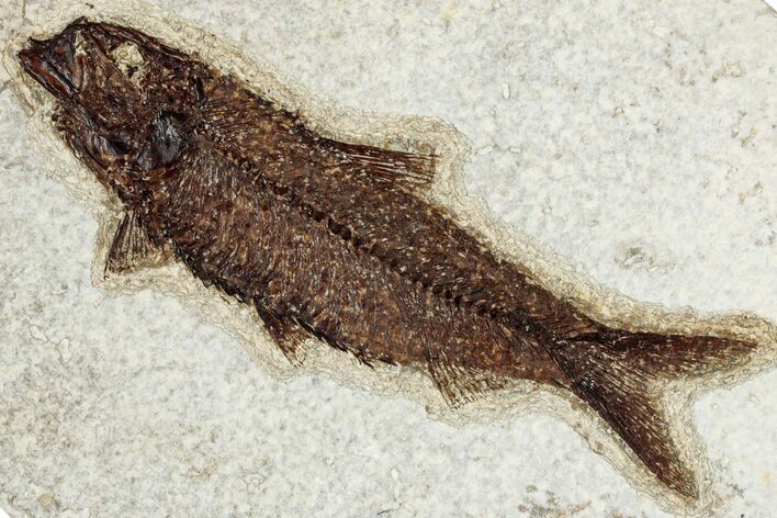 Detailed Fossil Fish (Knightia) - Wyoming #349207